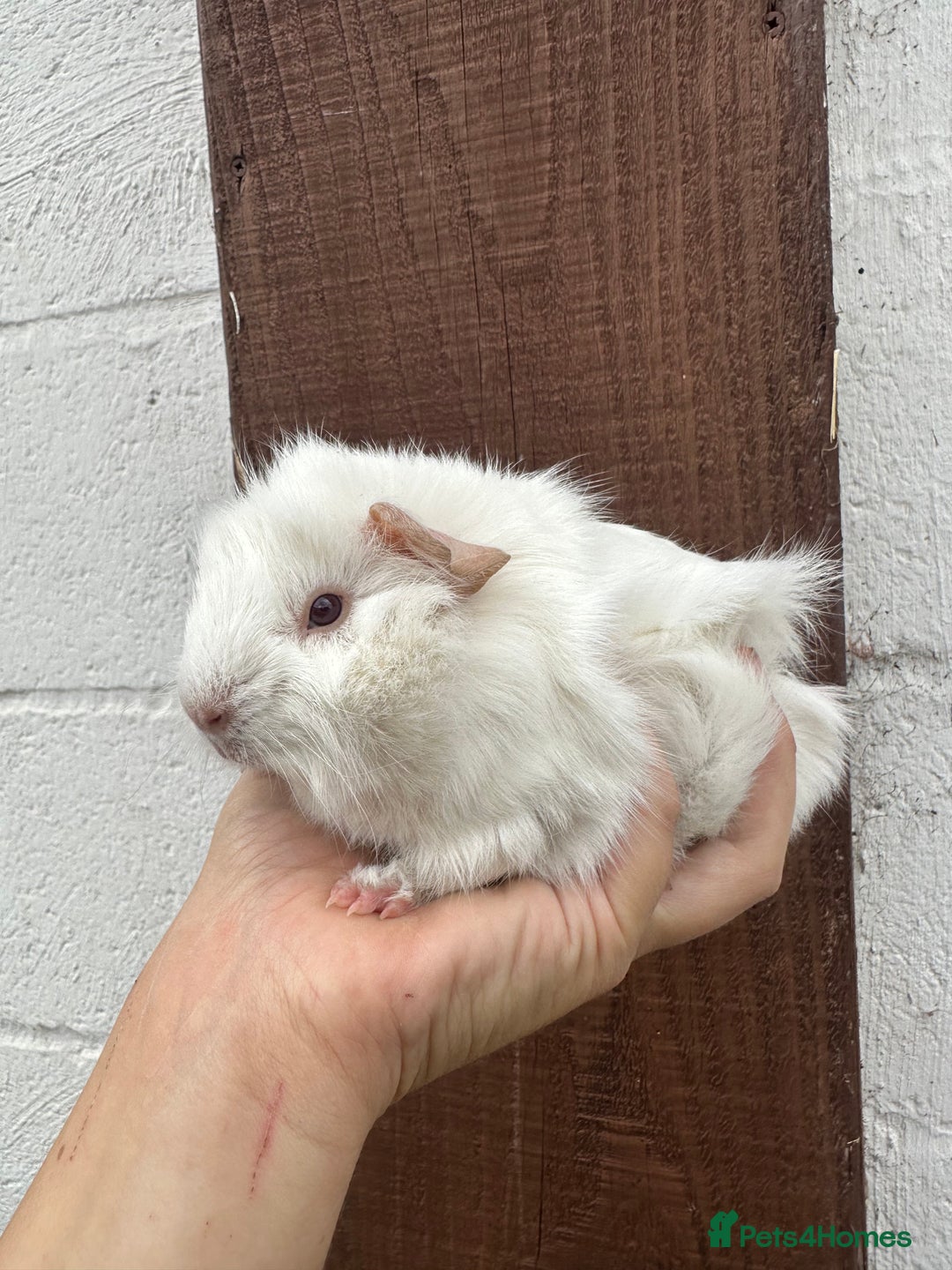 Guinea Pig rodents for sale: 3 Gorgeous Female Guinea pigs for sale  - Image 6