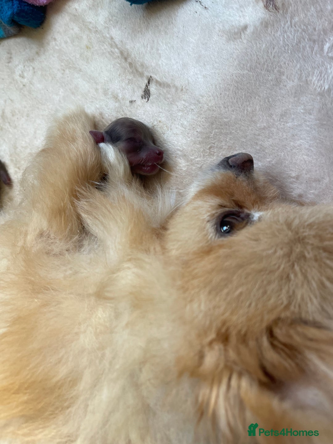 Pomeranian dogs for sale: 💙 Adorable Merle Pomeranian Puppy for Sale 💙 - Image 11