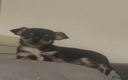 Chihuahua dogs for sale: Gorgeous tiny tri colour chihuahua puppies - Advert 7
