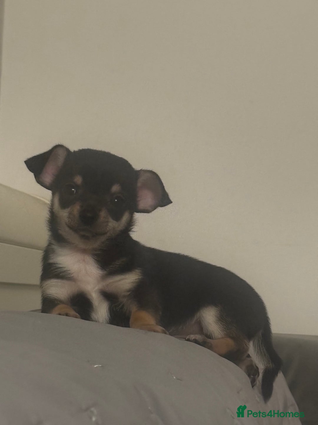 Chihuahua dogs for sale: Gorgeous tiny tri colour chihuahua puppies - Advert 7