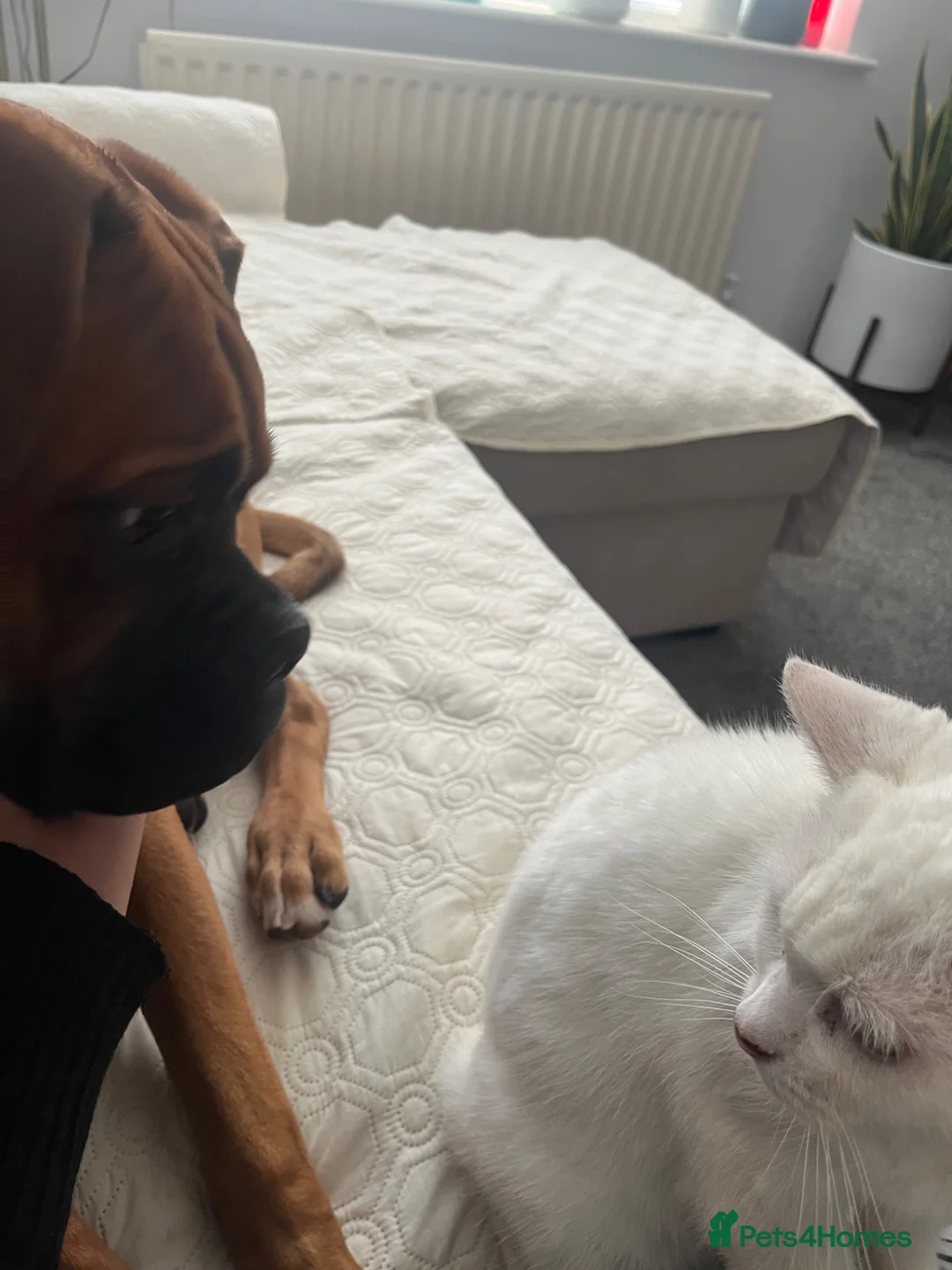 Boxer dogs for sale: Boxer puppy - 10 months old - Advert 2