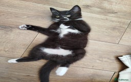 British Shorthair cats for sale: Beautiful kitten  - Image 8
