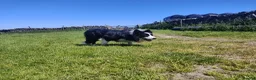 Border Collie dogs for sale: ISDS registered Border Collie pups - working/trial - Advert 9
