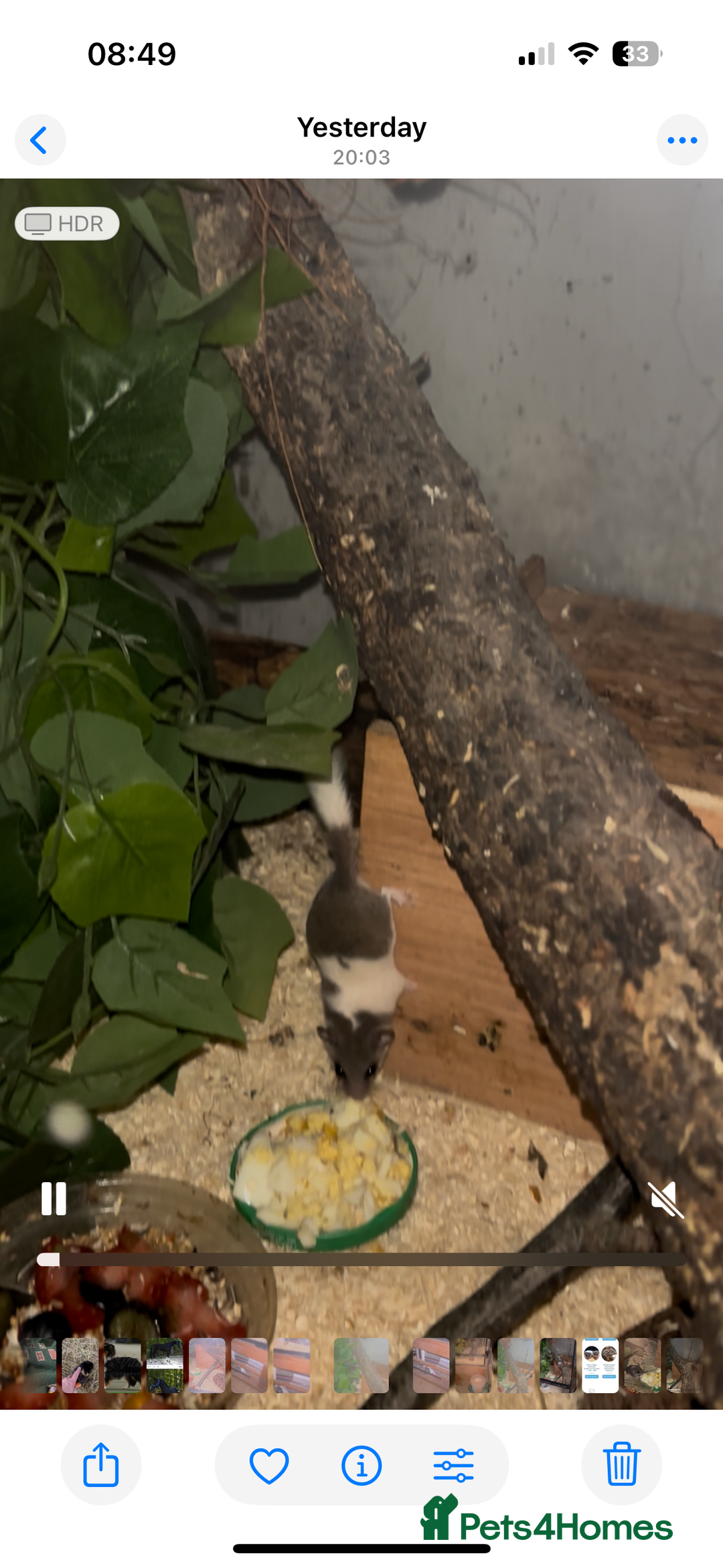 Mouse rodents for sale: African Pygmy Dormice - Advert 1