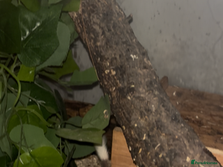 Mouse rodents African Pygmy Dormice - Advert 1