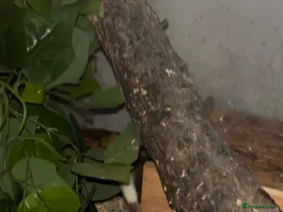 Mouse rodents African Pygmy Dormice - Advert 19