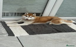 Siberian Husky dogs for sale: Mishka 1 year old Siberian husky  - Image 6