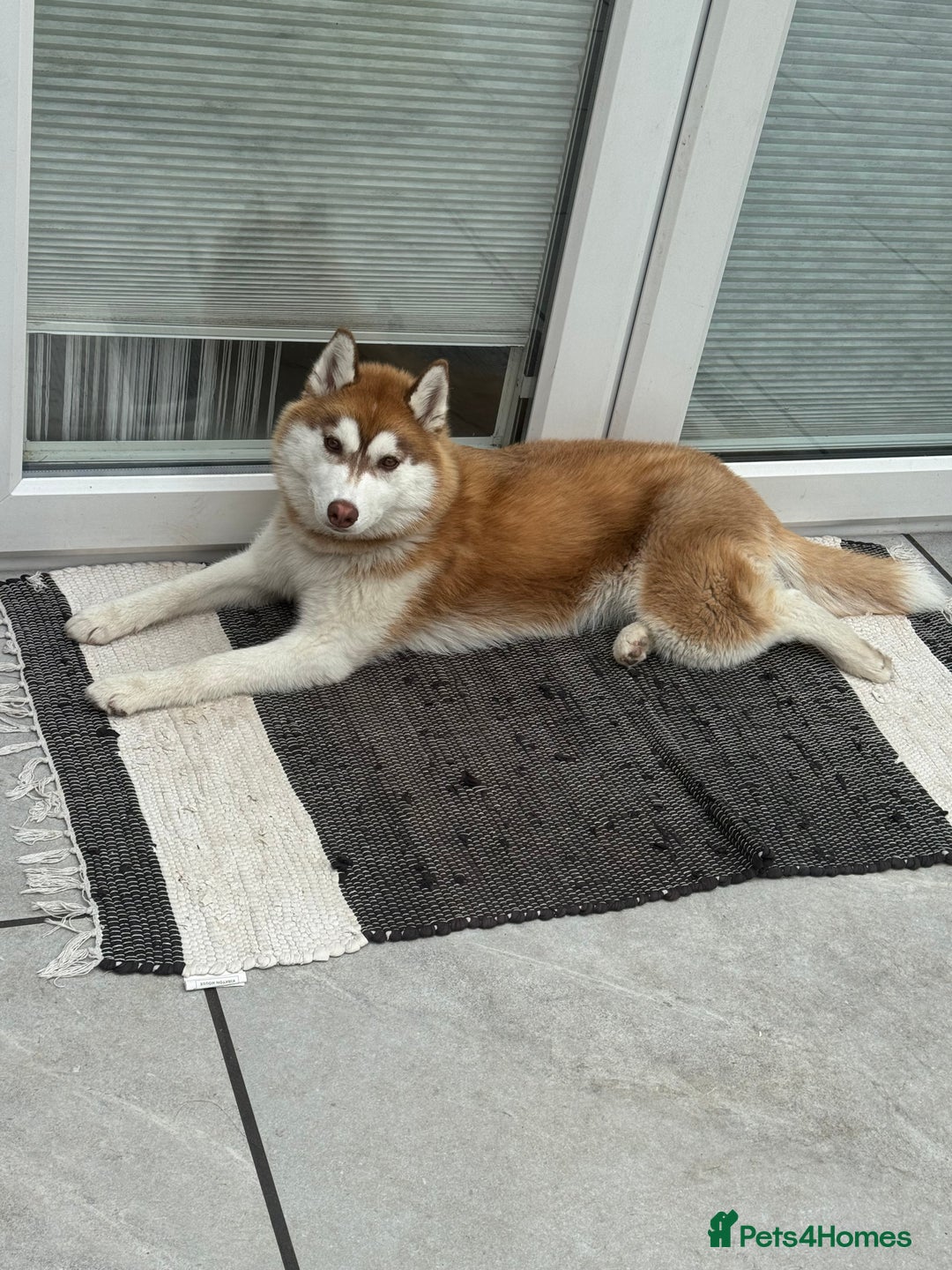 Siberian Husky dogs for sale: Mishka 1 year old Siberian husky  - Image 6