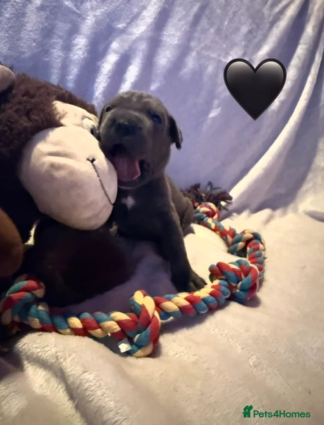 Cane Corso dogs for sale: Cane corso puppies ICCF registered  - Advert 2