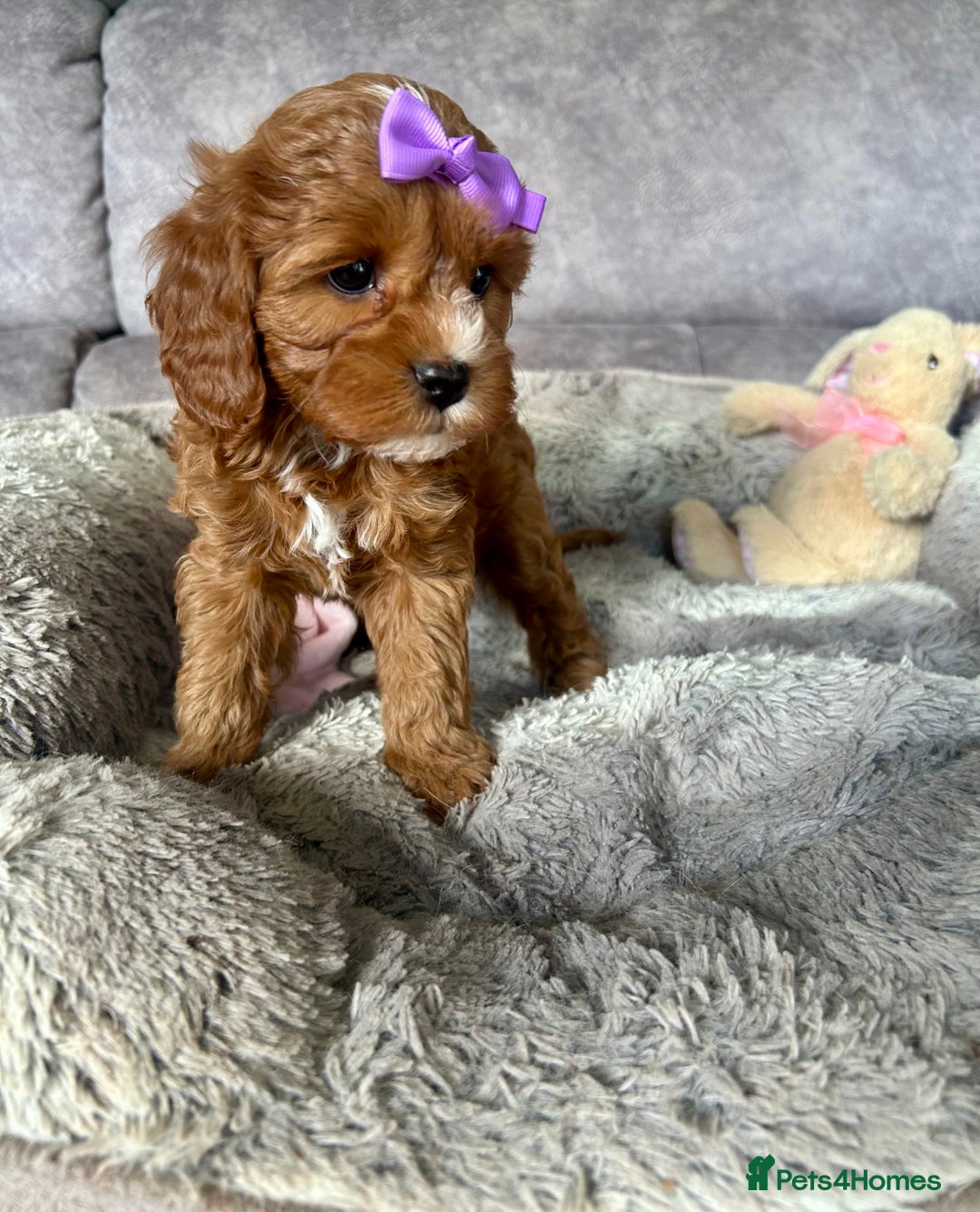 Cavapoo dogs for sale: Beautiful F1 Health Tested Red Cavapoo Puppies  - Image 4