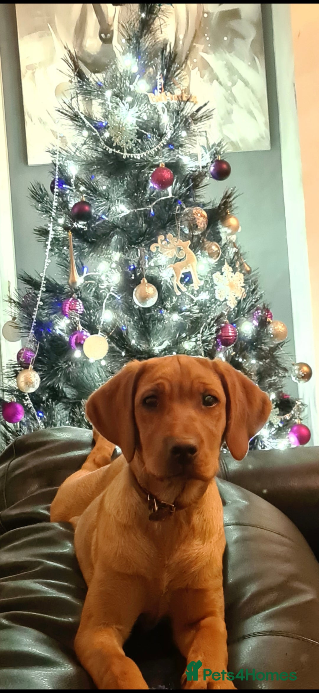 Labrador Retriever dogs for sale: KC Reg Labrador Puppies - Therapy Dog Mum - Image 12