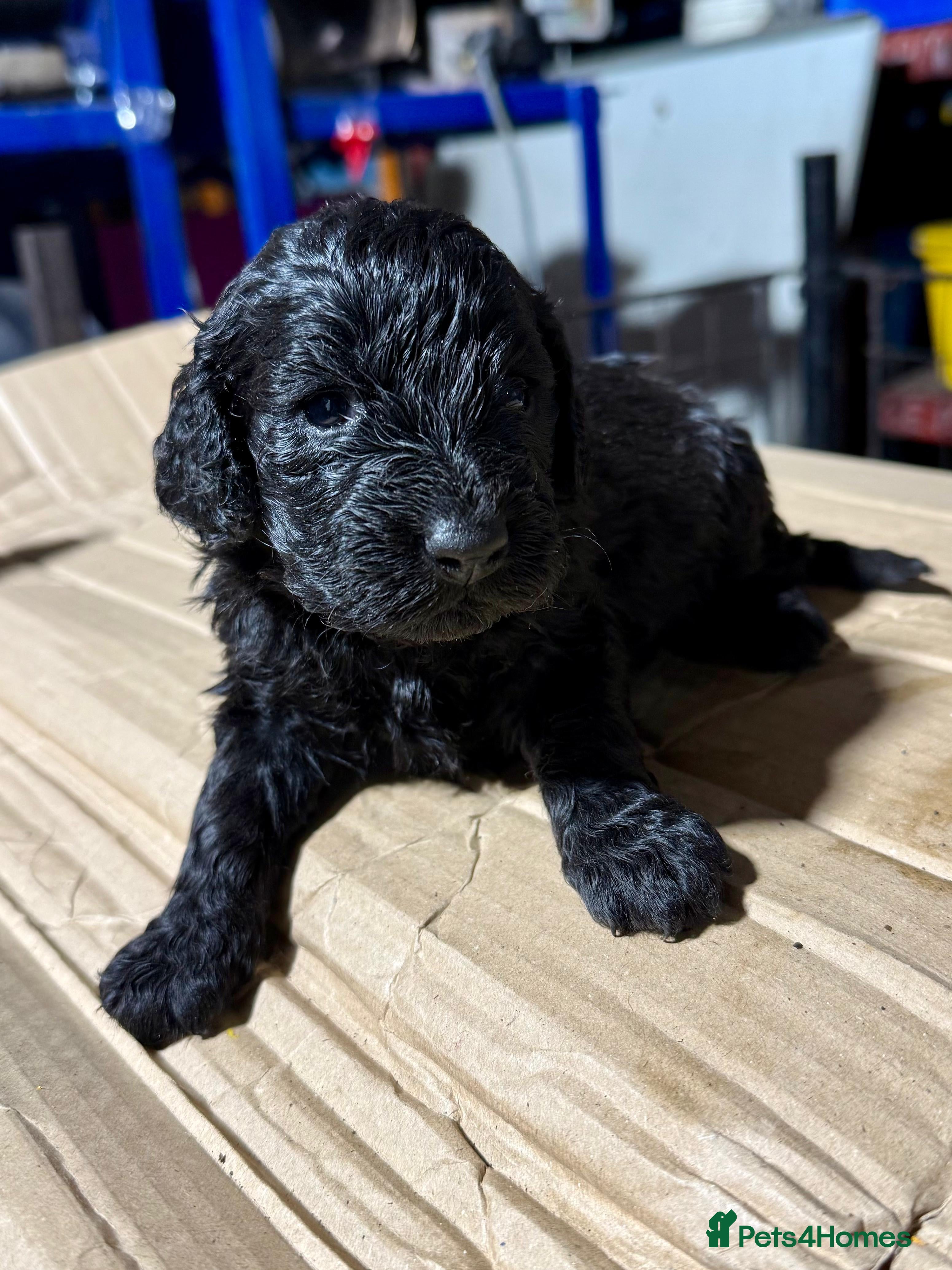 Cockapoo dogs Cockapoo  - Advert 1