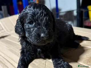 Cockapoo dogs Cockapoo - Advert 1