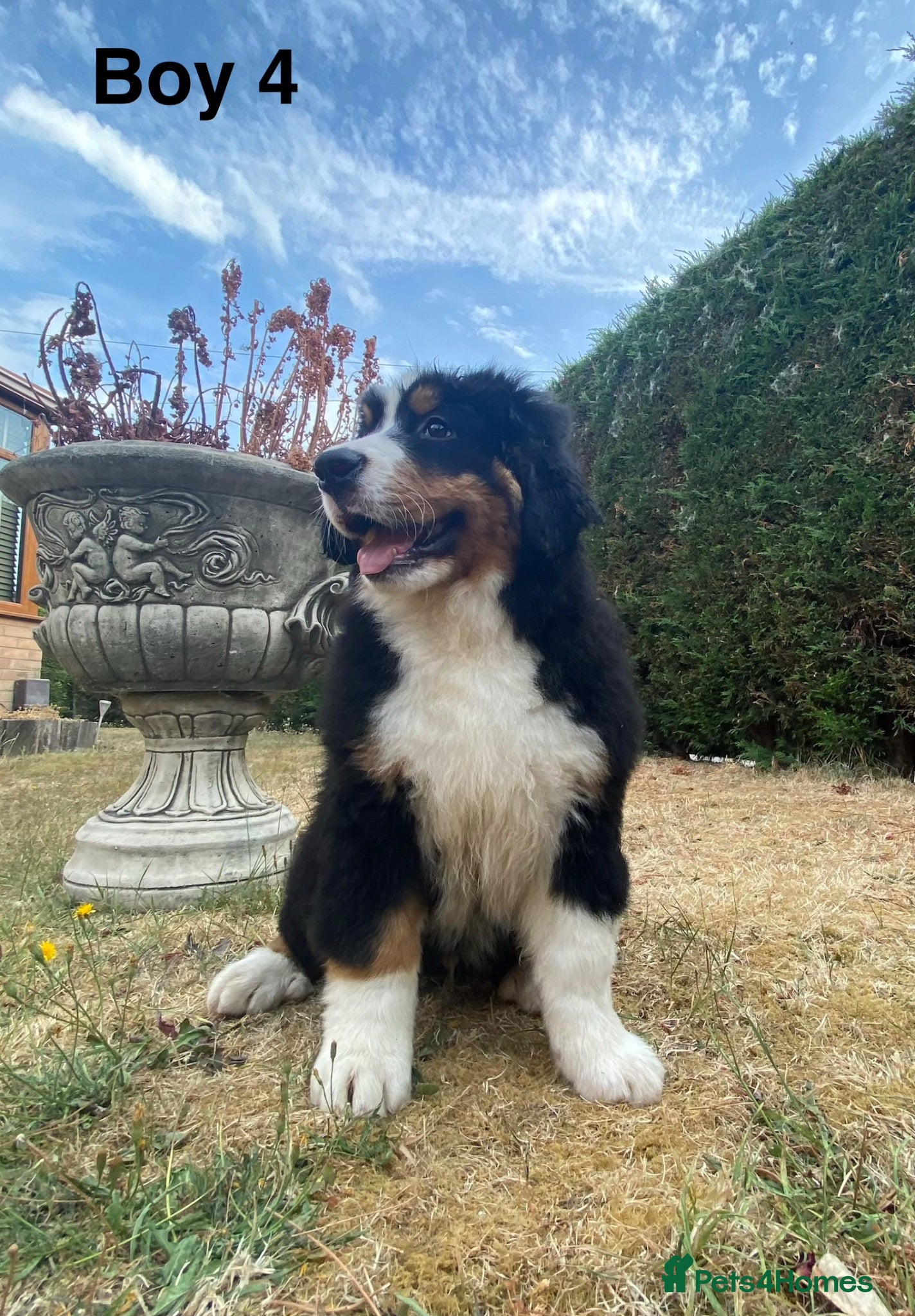 Bernese Mountain Dog dogs BEAUTIFUL BMD PUPPIES 🐶 1 BOY LEFT !!! - Advert 3