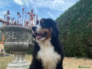 Bernese Mountain Dog dogs BEAUTIFUL BMD PUPPIES 🐶 1 BOY LEFT !!! - Advert 3