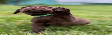 Choc male 3
