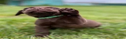 Labrador Retriever dogs for sale: New Arrivals at Westfena 🐾 Labradors  - Advert 9