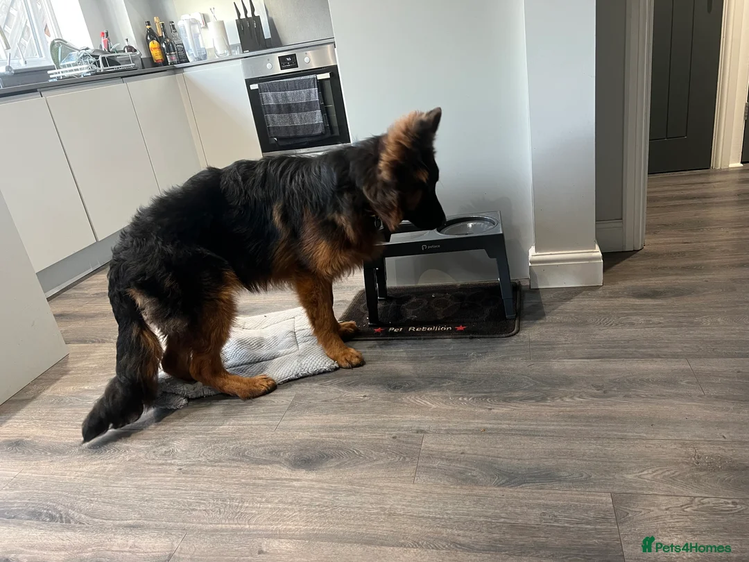 German Shepherd dogs for sale: 6 month old German Shepard Puppy for sale  - Advert 4