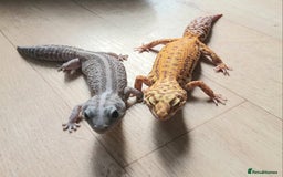 Gecko reptiles for sale: 2 leopard ghekos. - Image 1