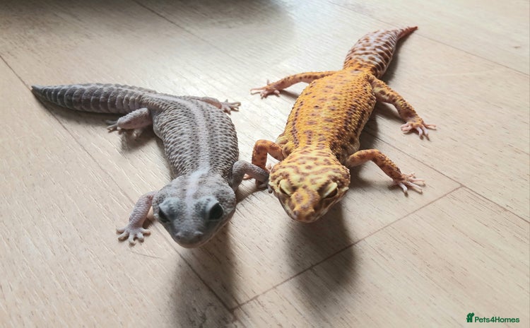 Gecko reptiles - Advert 2