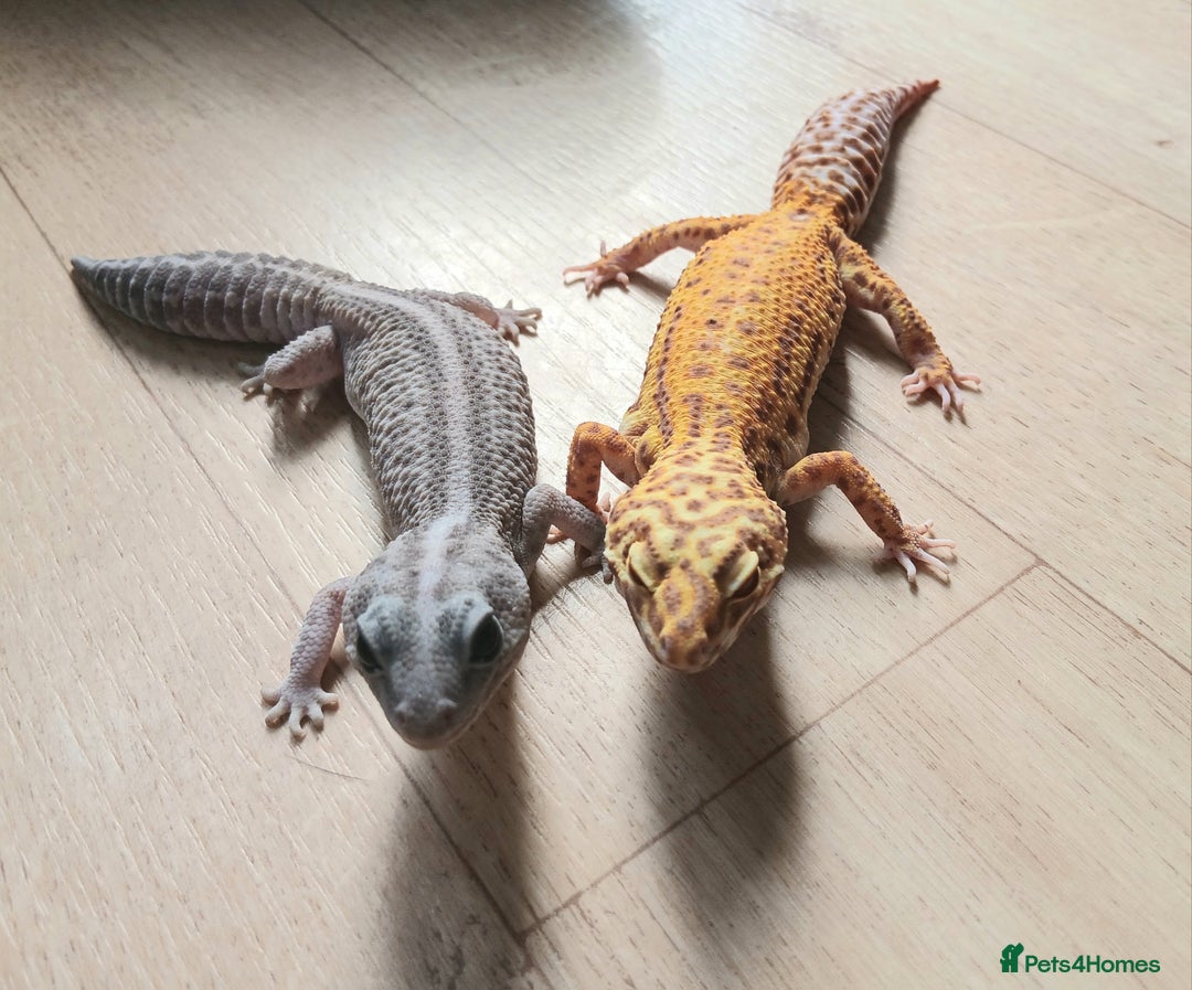 Gecko reptiles for sale: 2 leopard ghekos. - Image 1