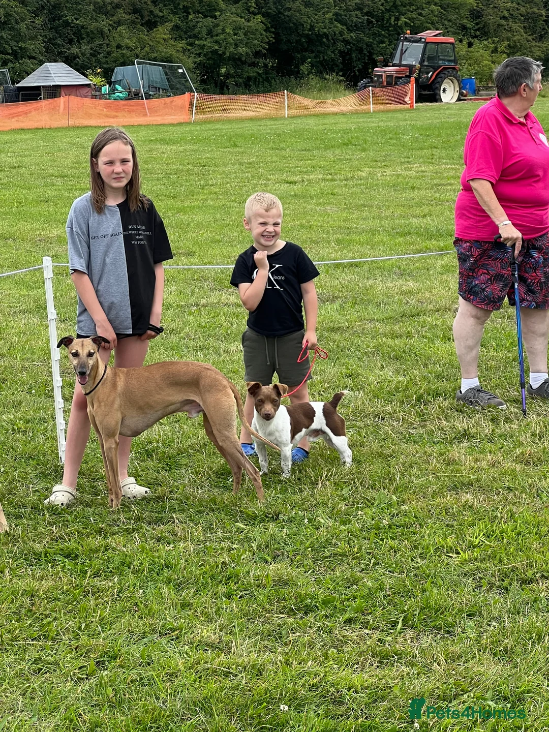 Jack Russell dogs for stud: Miniature jack Russell  in Leeds - Advert 10