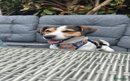 Jack Russell dogs for stud: Miniature Jack Russell - ready as stud  - Image 2