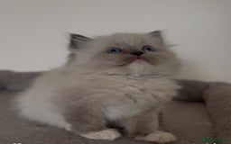 Ragdoll cats for sale: Full Pedigree beautiful Ragdoll kittens - Image 3