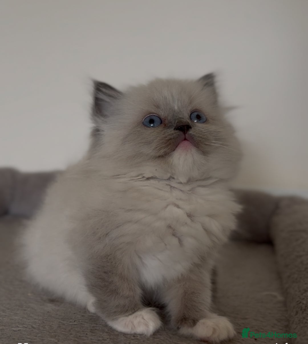 Ragdoll cats for sale: Full Pedigree beautiful Ragdoll kittens - Image 3