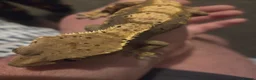 Lizard reptiles for sale: Crested frog but gecko  in Manchester - Advert 2