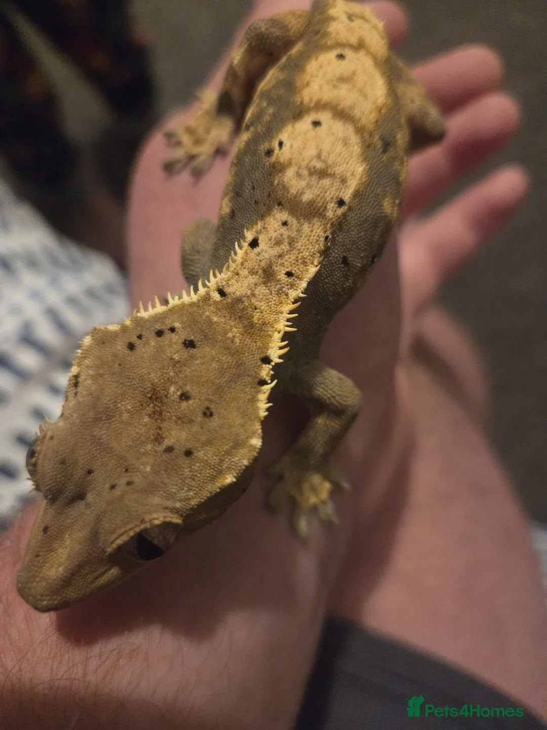Lizard reptiles for sale: Crested frog but gecko  in Manchester - Advert 2