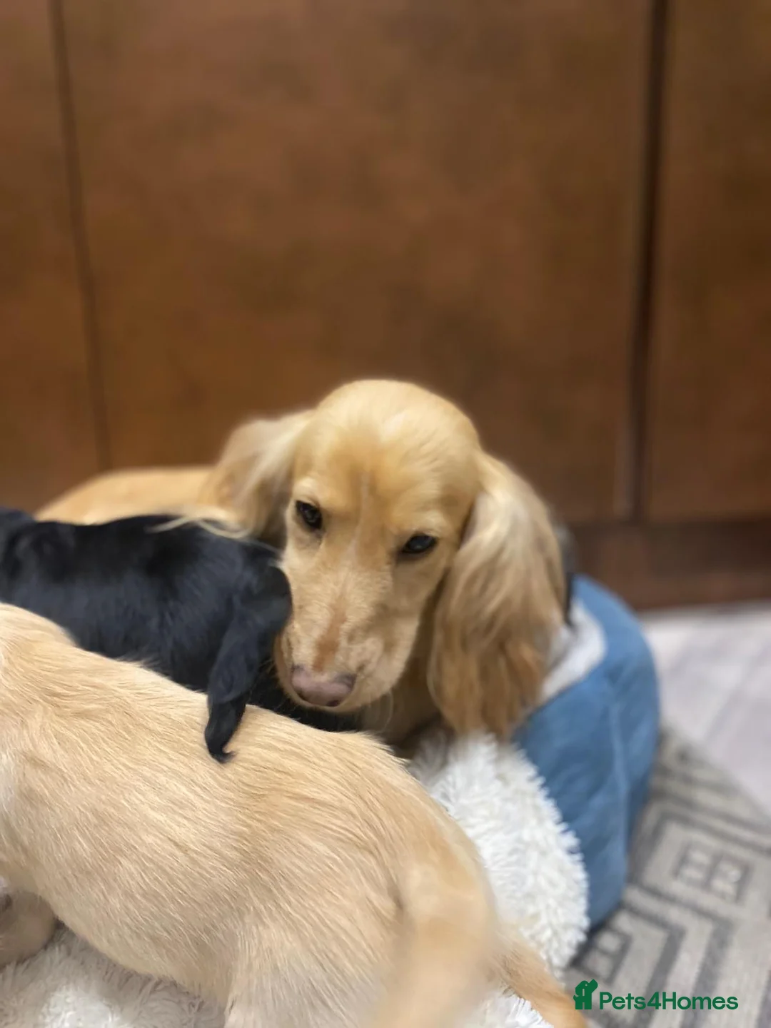 Cocker Spaniel dogs for sale: 🐶 COCKER SPANIEL PUPPIES 🐶  - Advert 10