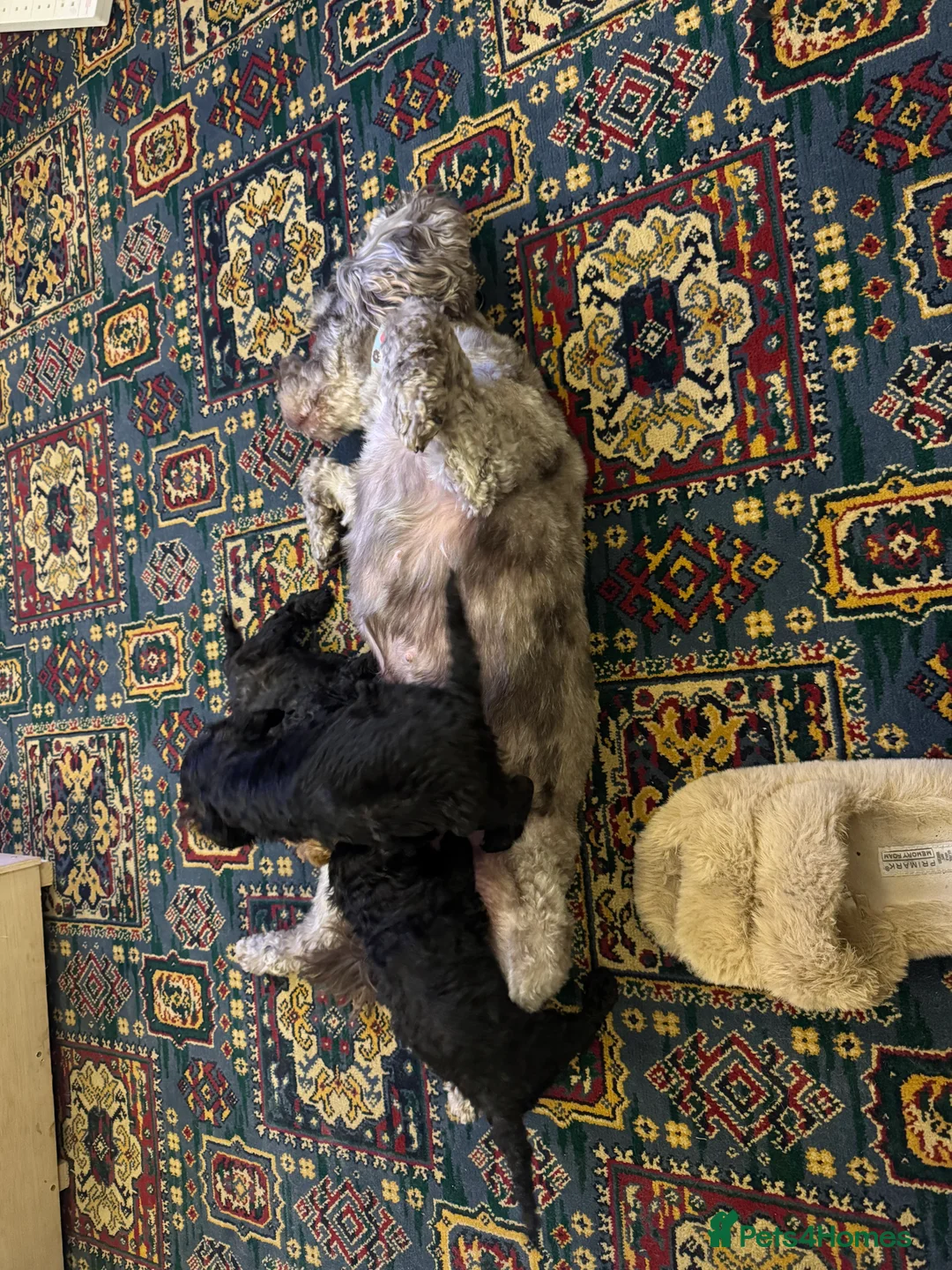 Cockapoo dogs for sale: Cockapoo F1B - Advert 5