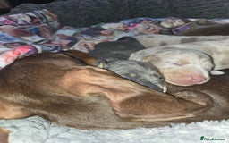 Dachshund dogs for sale: Beautiful Dachshund Puppies - Image 5
