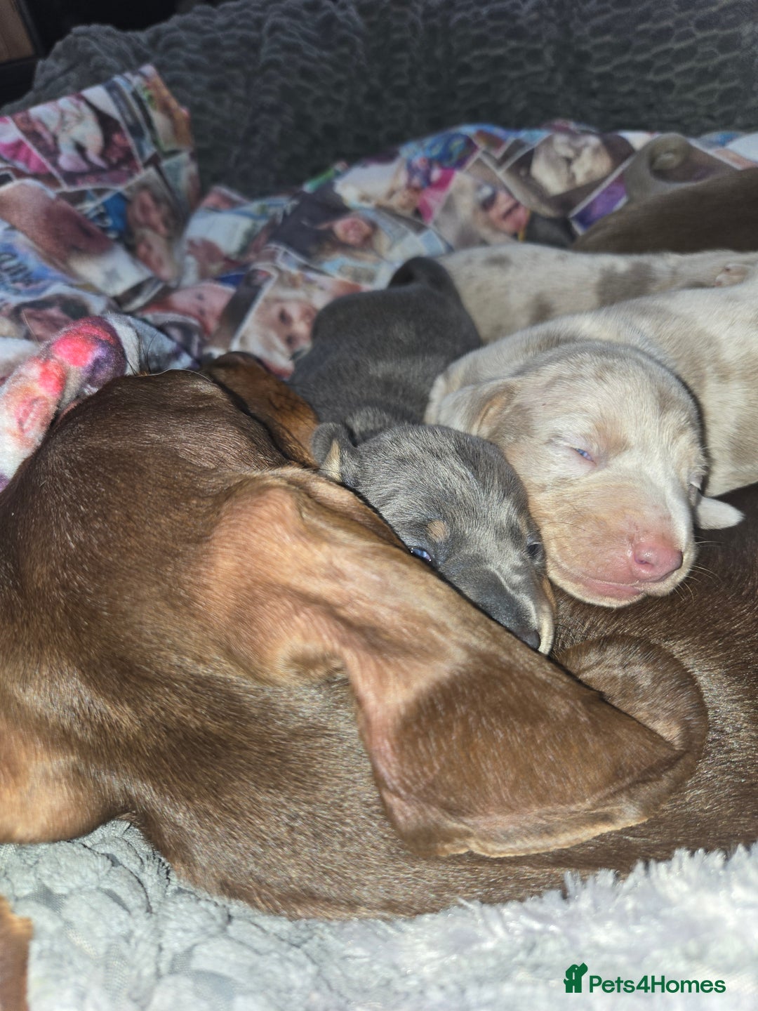 Dachshund dogs for sale: Beautiful Dachshund Puppies - Image 5