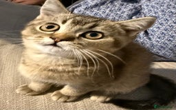British Shorthair cats for sale: Little blue British cross Scottish fold  - Image 1