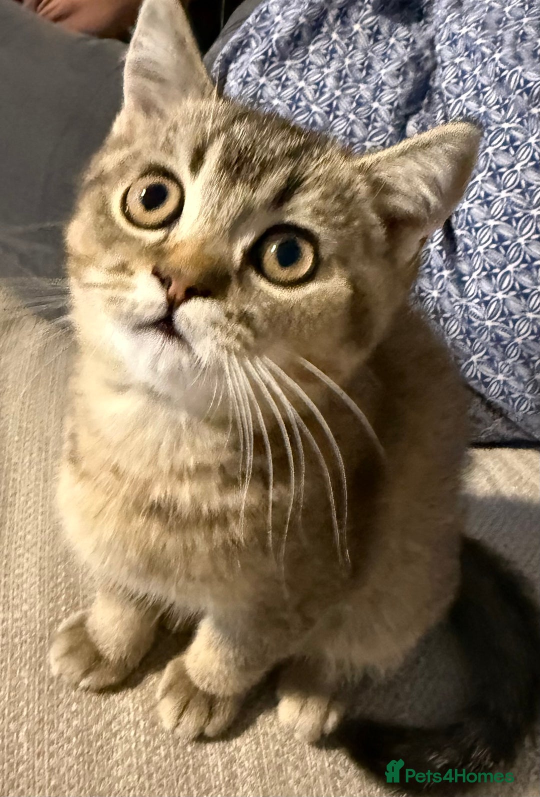 British Shorthair cats for sale: Little blue British cross Scottish fold  - Image 1