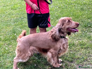 Cocker Spaniel dogs - Advert 23