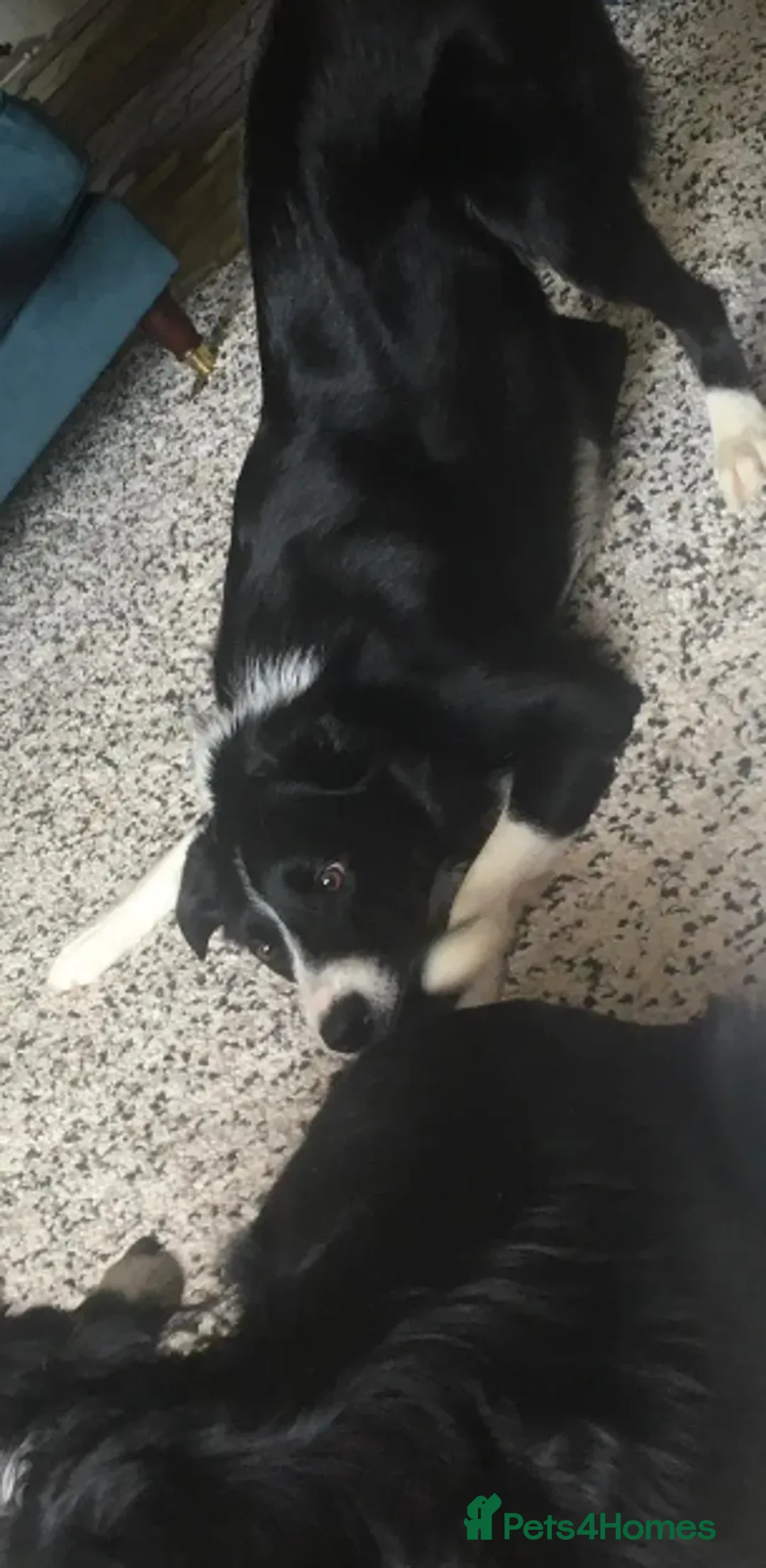 Border Collie dogs for adoption: Reyna in Worthing - Advert 8