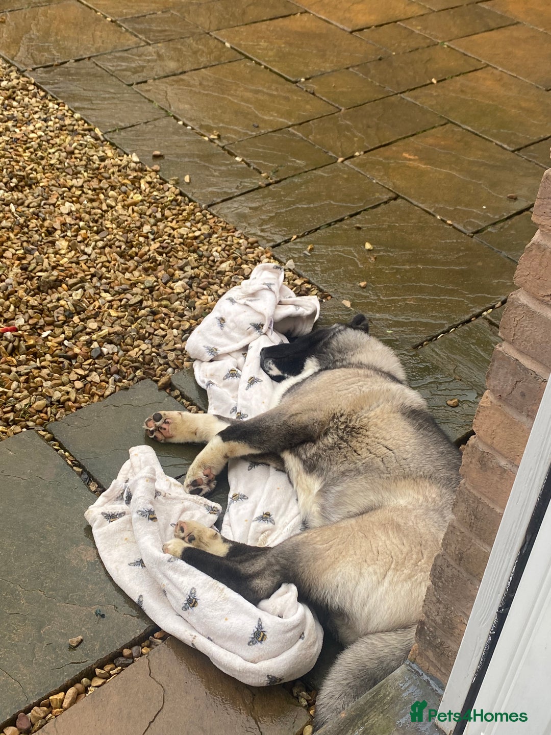 Akita dogs for sale: 4 year old Akita  - Image 33