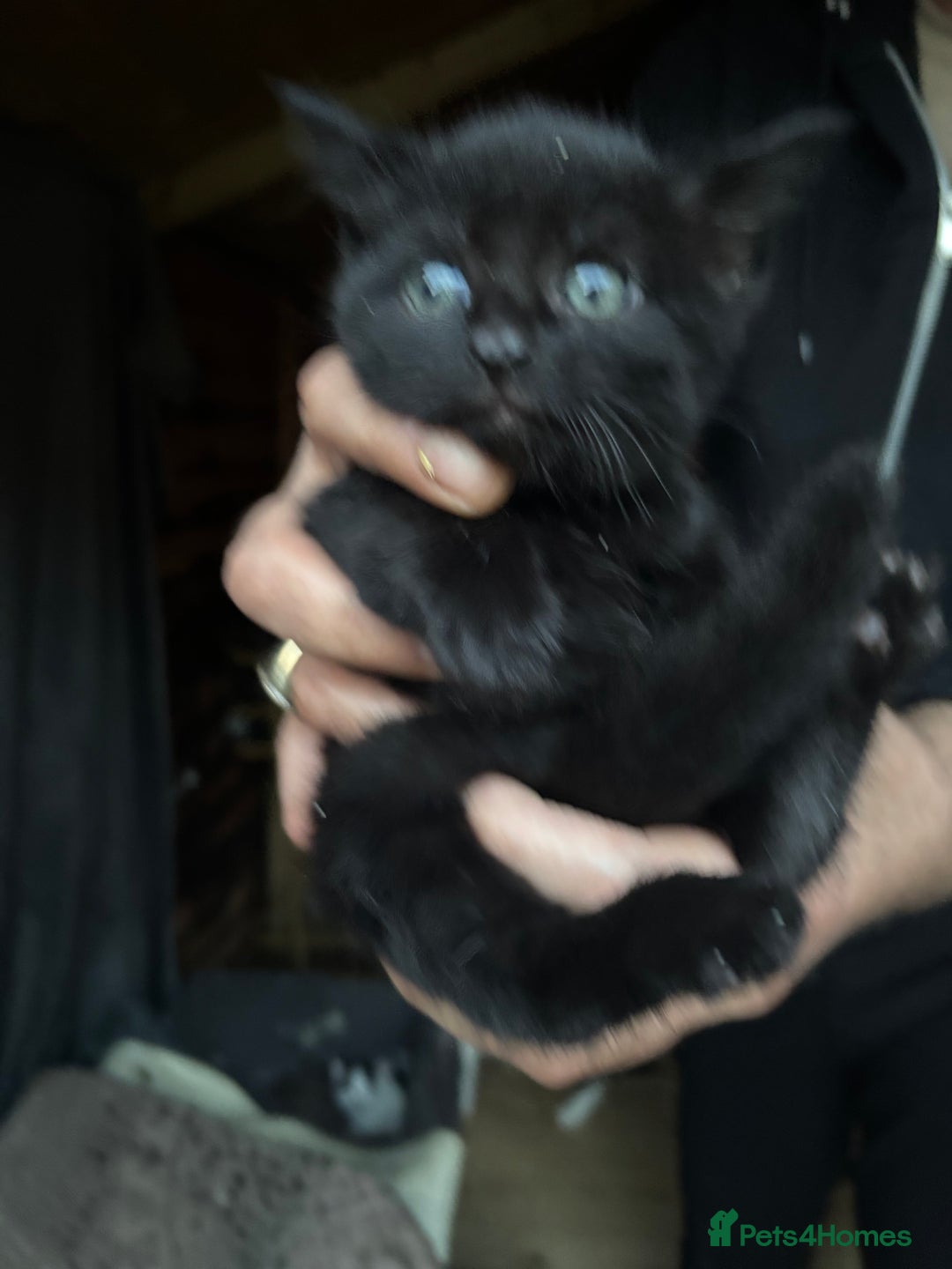 Mixed Breed cats for sale: kiten - Advert 4