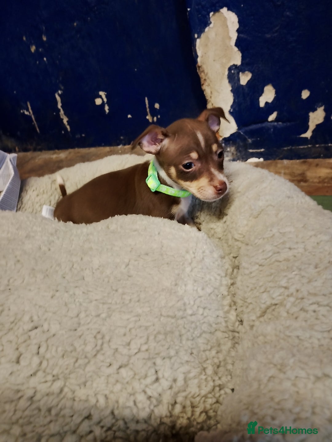 Mixed Breed dogs for sale: Four bueatuful pups forsale  - Advert 20