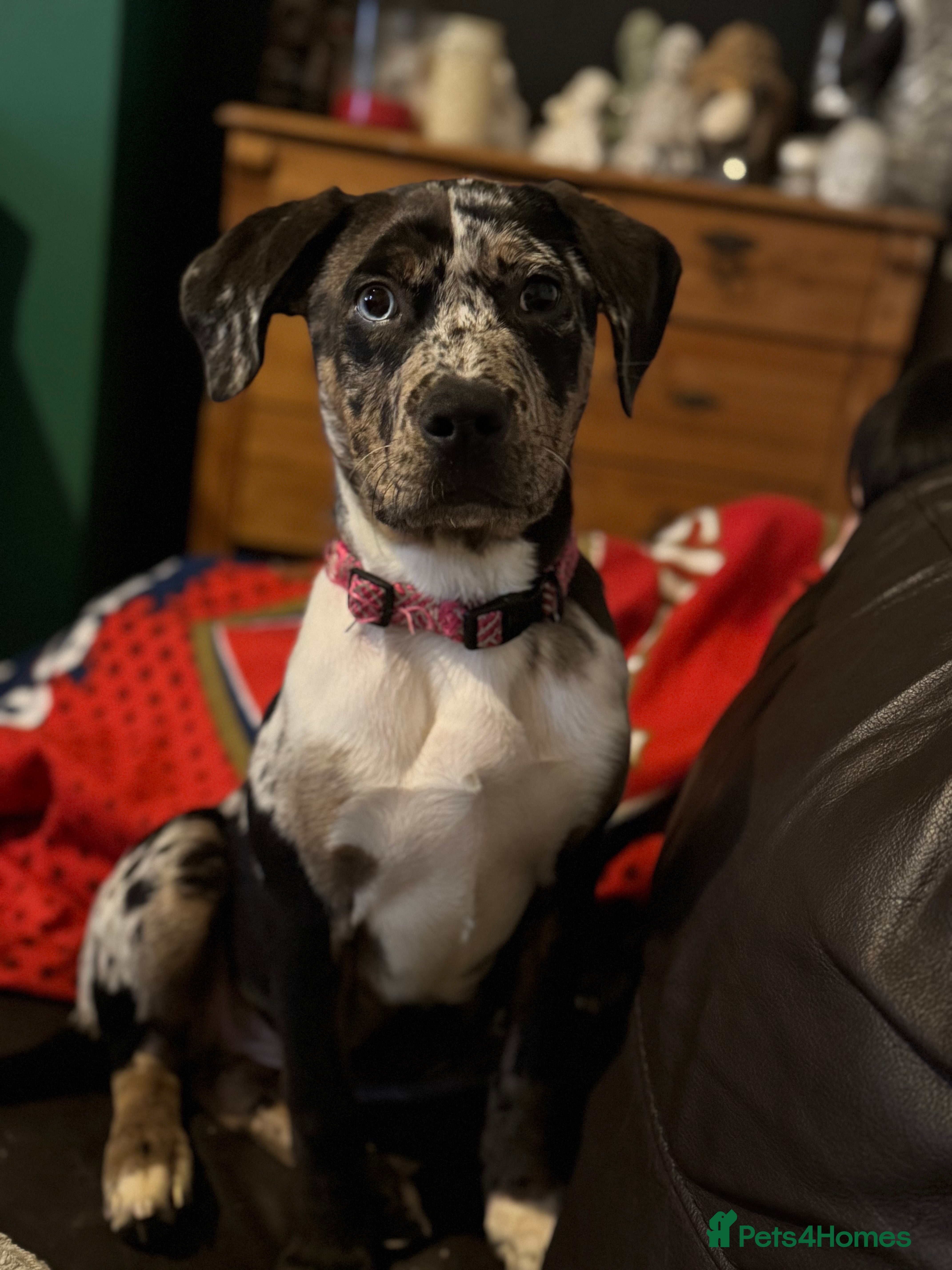 Mixed Breed dogs Cane corso X  - Advert 1