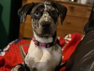 Mixed Breed dogs Cane corso X - Advert 1