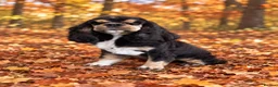 American Cocker Spaniel dogs for sale: Lovely 3 year old American cocker spaniel  - Advert 1