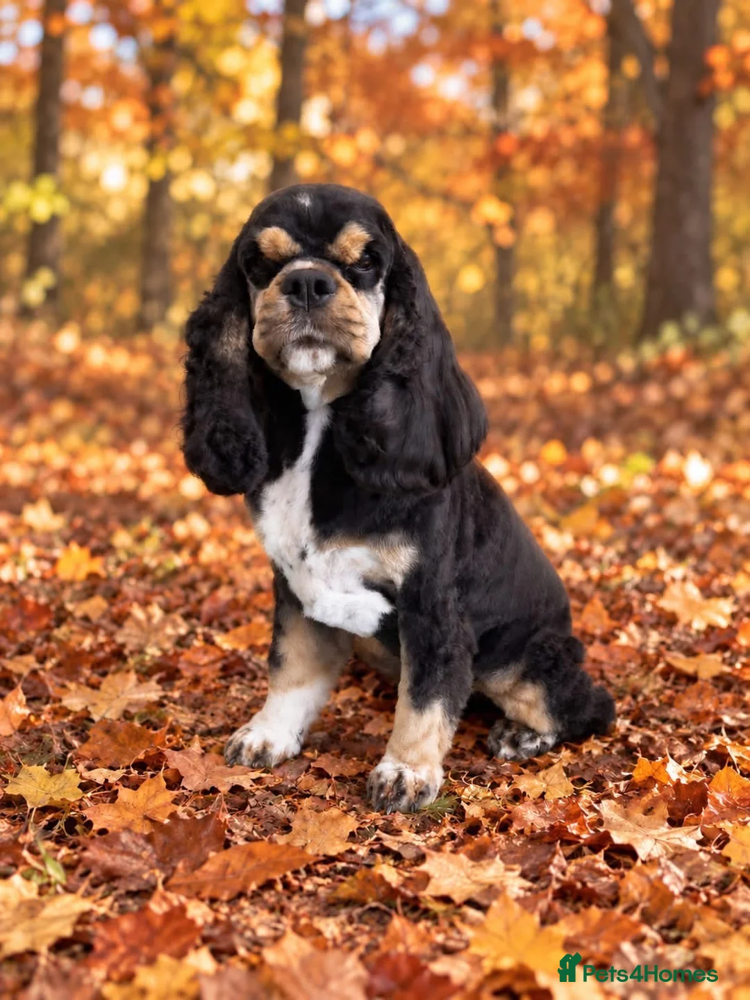 American Cocker Spaniel dogs for sale: Lovely 3 year old American cocker spaniel  - Advert 1