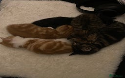 Domestic Shorthair cats for sale: 2 Ginger male kittens available  - Image 11