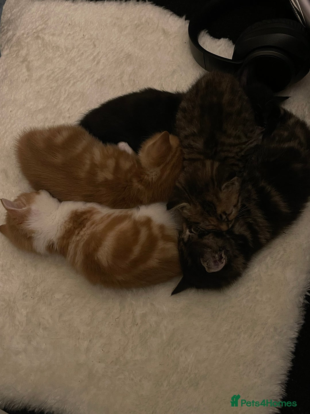 Domestic Shorthair cats for sale: 2 Ginger male kittens available  - Image 11
