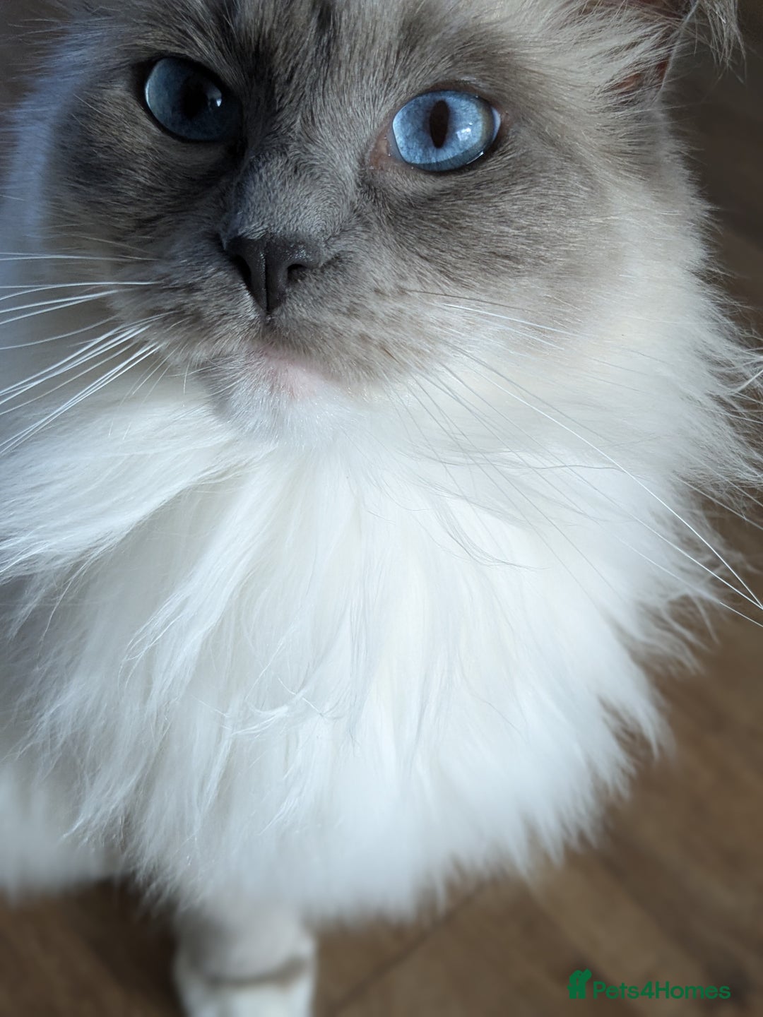 Ragdoll cats for sale: Beautiful GCCF Registered Ragdoll Kittens  🐾 - Advert 5