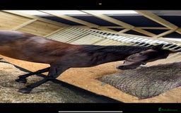 Andalusian horses for sale: FOR SALE: Stunning 10-Year-Old Andalusian PRE Mare - Image 2